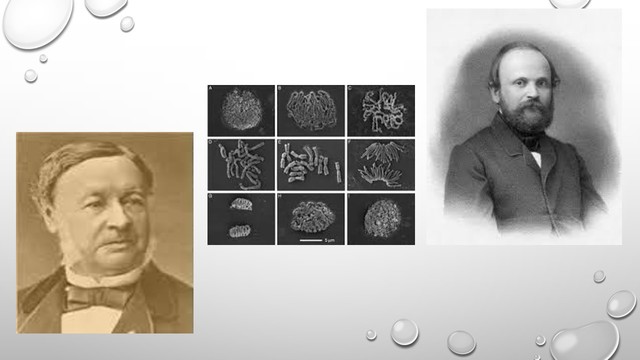 STRASBURGER Y FLEMING