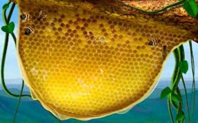 Helped remove honey comb for the first time!