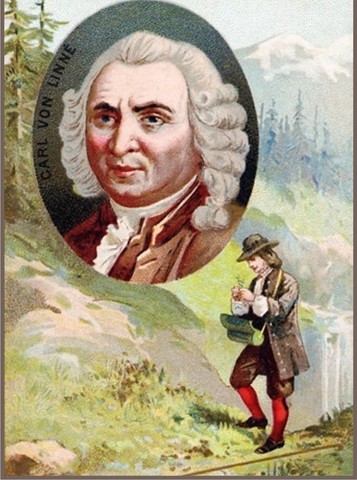 CARL VON LINNEO