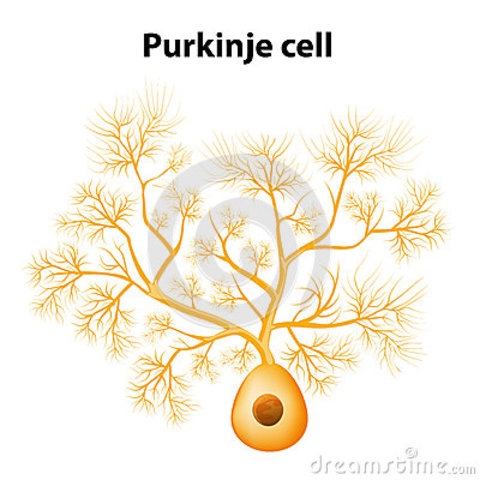 Jan Evangelista  Purkinje