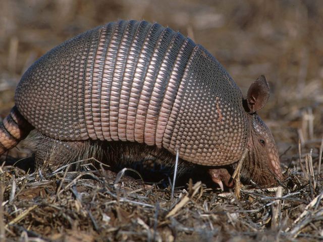 Armadillos para desarrollar tratamientos
