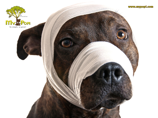 Ley protección animal en Nuevo León