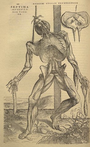 Andreas vesalius (1514-1564)