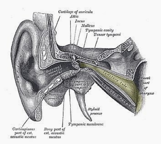 Bartolomeo eustachi (1520-1574)