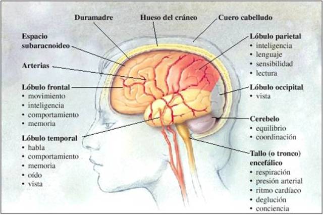 Sigmund Freud (1856-1939)