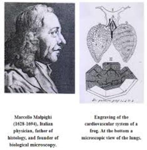 EDAD MODERNA MARCELLO