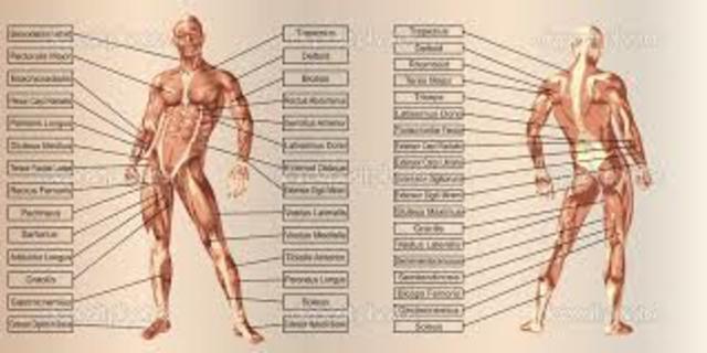ANATOMIA EN LA ACTUALIDAD