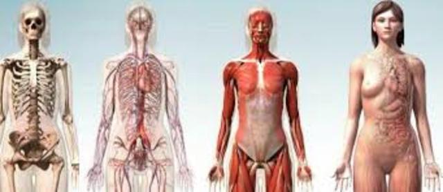 SUB- DIVISIONES DE ANATOMÍA