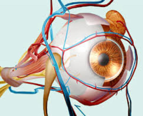 SUB-DIVISIONES DE ANATOMIA
