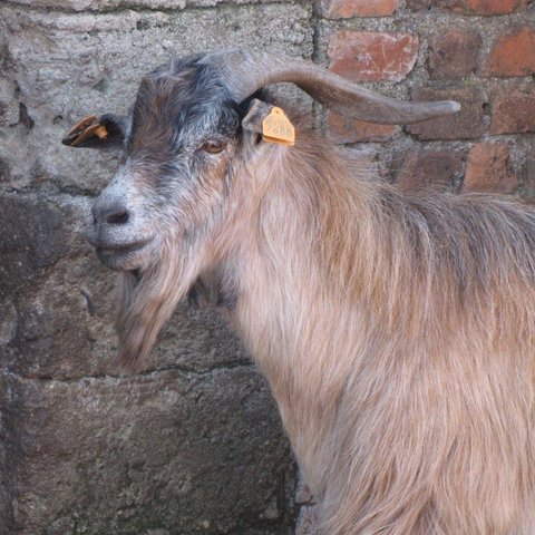 Surgimiento de la ganadería