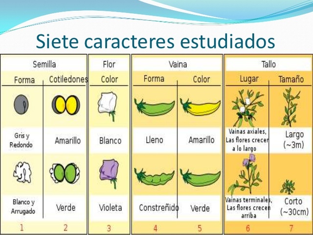 GREGOR MENDEL (20 de julio de 1822- 6 de enero de 1884)