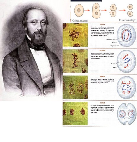 RUDOLF VIRCHOW  (13 de octubre de 1821 - 5 de septiembre de 1902)