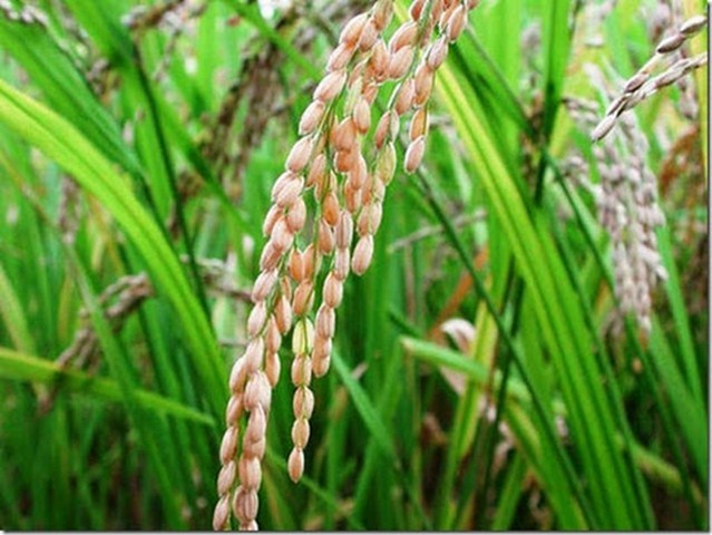 Crisis del arroz en Asia