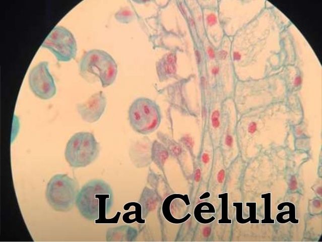 FELIX DUJARDIN  (5 de abril de 1801 - 8 de abril de 1860)