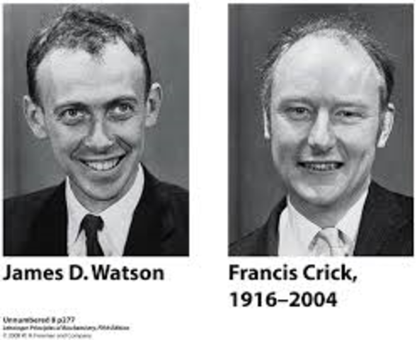 Watson and Crick
