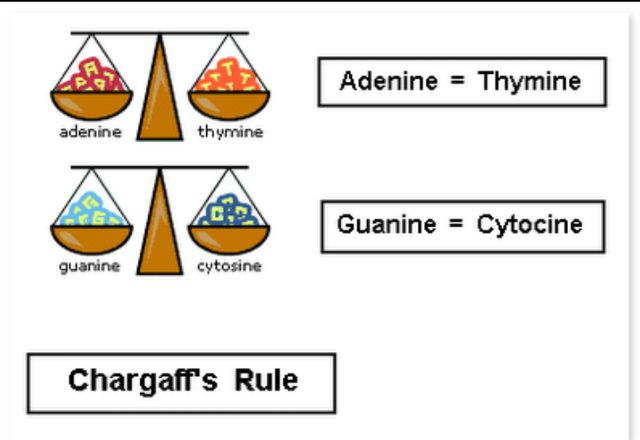 Chargaff's Rules