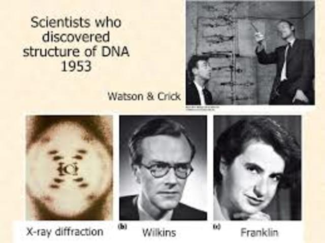 Franklin & Wilkins 1950s