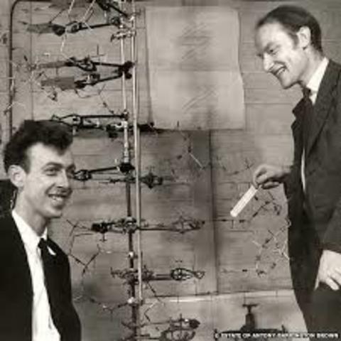 Watson & Crick 1953