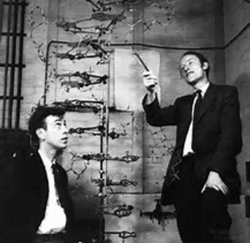 Watson and Crick