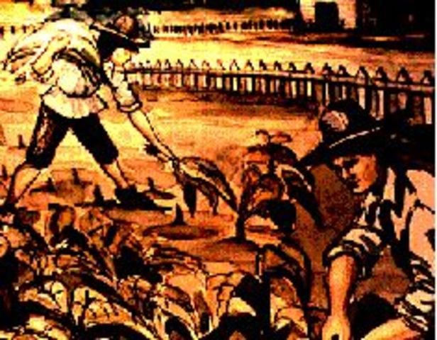 Indentured Servants (cont.)