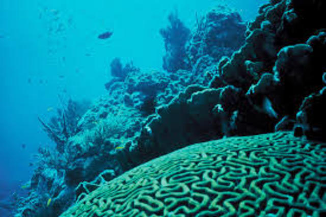 The Caribbean Reefs