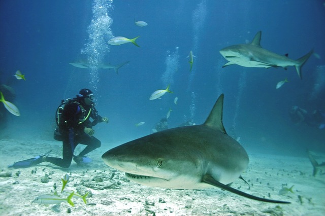 Andros: Andros Diving