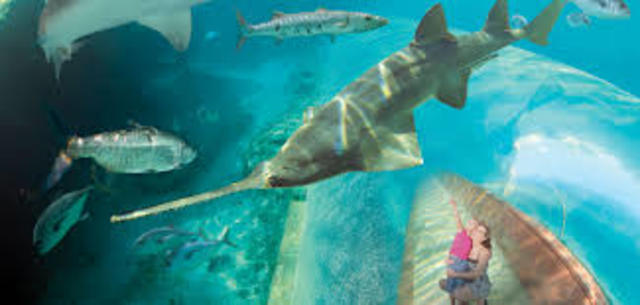 Paradise Island: Predator Lagoon