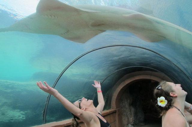 Paradise Island: Predator Lagoon