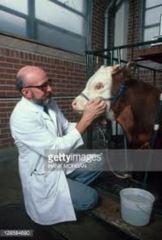 Artificial Heart on cow/machine