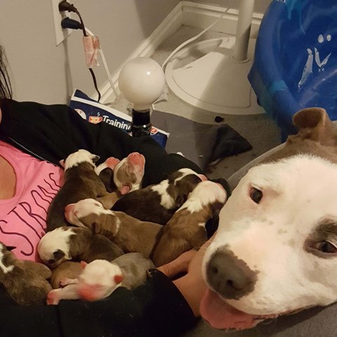 Mama pitbull