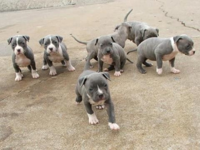 Baby pit bulls
