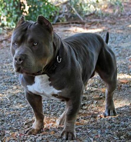 Bully pitbulls