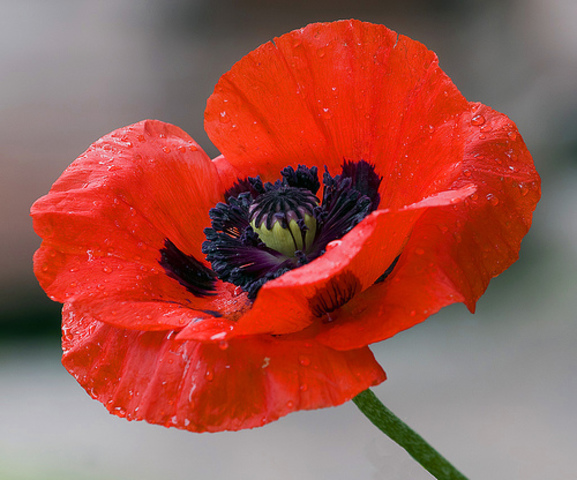 Post: Remembrance Day