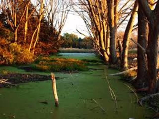 NATURALISMO ( En las últimas décadas del siglo XIX,)