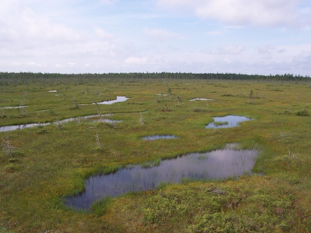 Bog