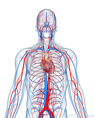 sistema cardiovascular