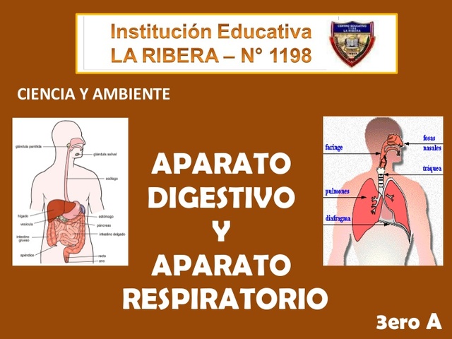 aparatos respiratorio y digestivo(1506-1510)