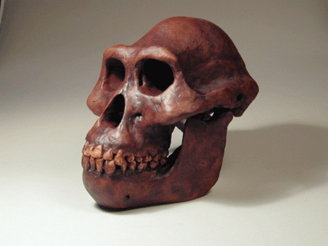 Australopithecus afarensis (A. anamensis anterior)