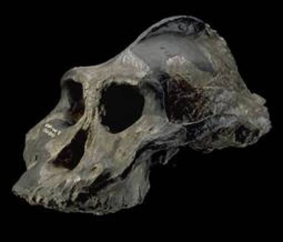 Paranthropus aethiopicus (A. afarensis anterior)