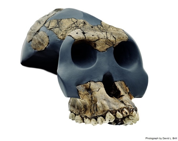 Australopithecus garhi (A. africanus anterior)