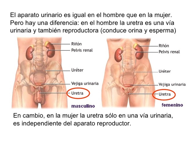 sistema genitourinario reproductor(1510-1512)