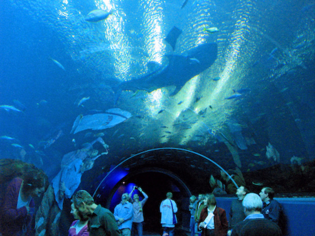Trapped in the Aquarium