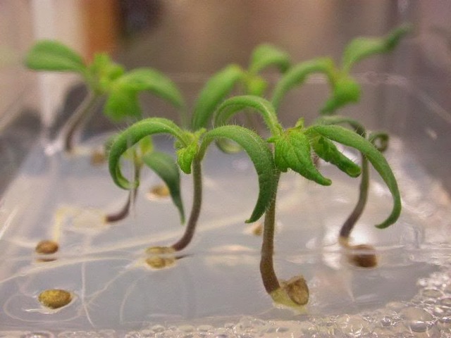Primera generación de plantas procedentes de un cultivo in vitro.