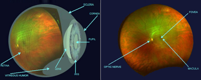 Anatomia de el globo ocula