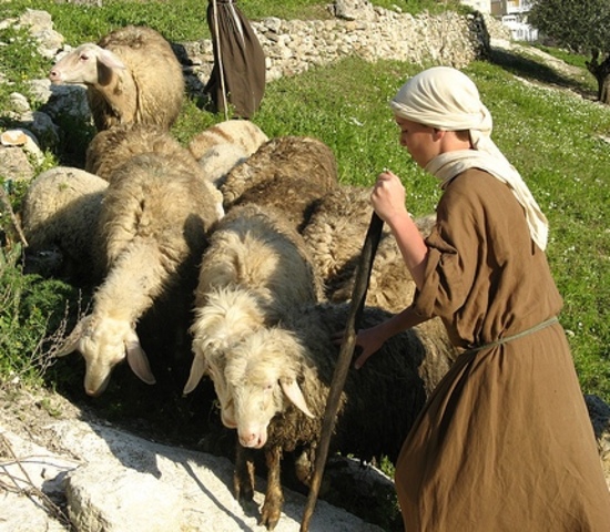 Domesticación de las Ovejas