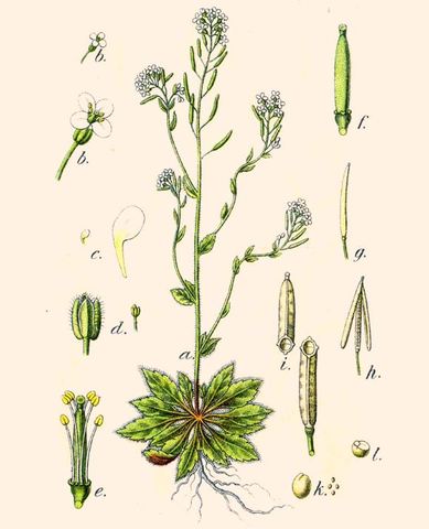 ARABIDOPSIS THALIANA