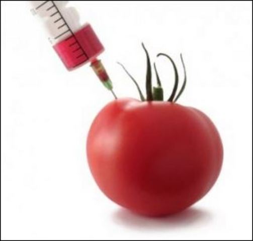 TOMATE TRANSGÉNICO