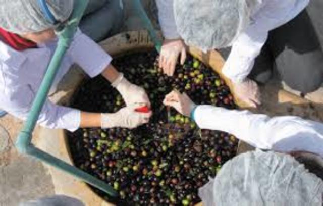 optimizacion de produccion  de alimentos.