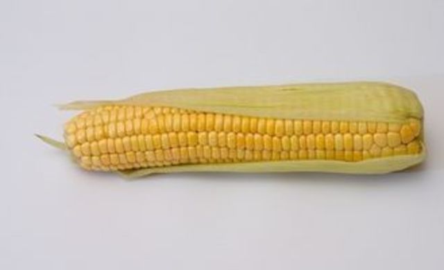 Maíz híbrido