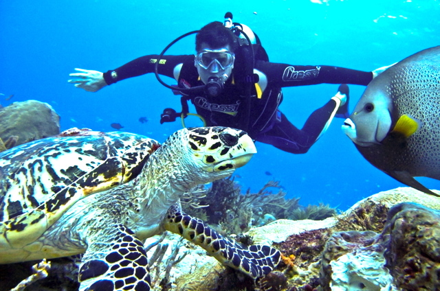 Reglamento de la prestación del sector turismo de buceo